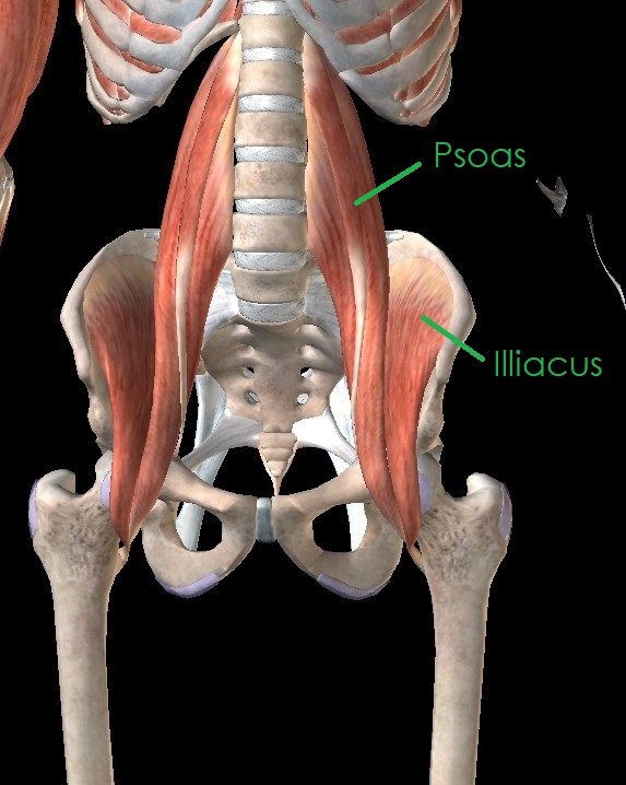 All About Your Hip Flexors Anatomy Stony Plain - Boost PT